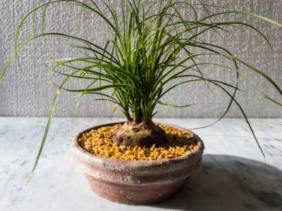 A How Often Do You Water Ponytail Palms? 9 Important Tips for a Healthy Plant