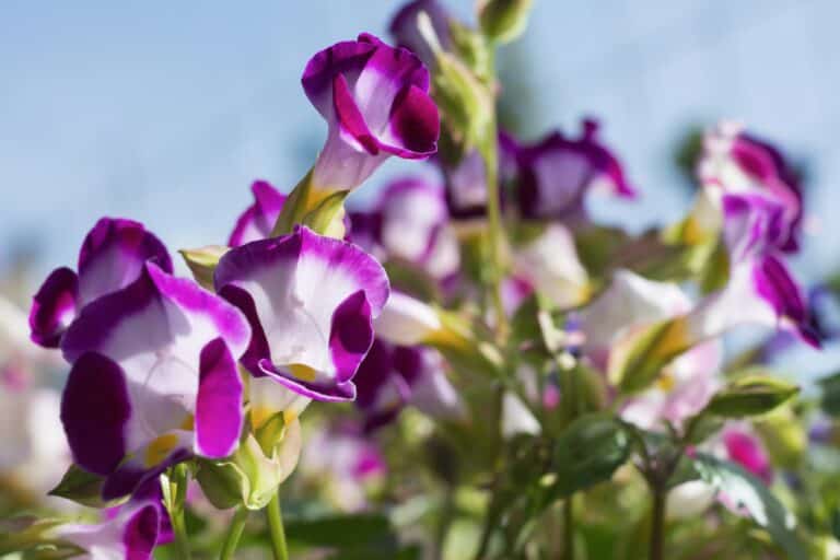 Wishbone Flower