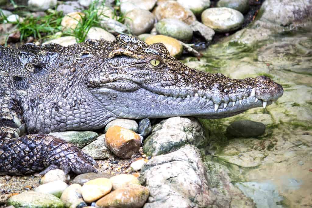 Siamese Crocodile