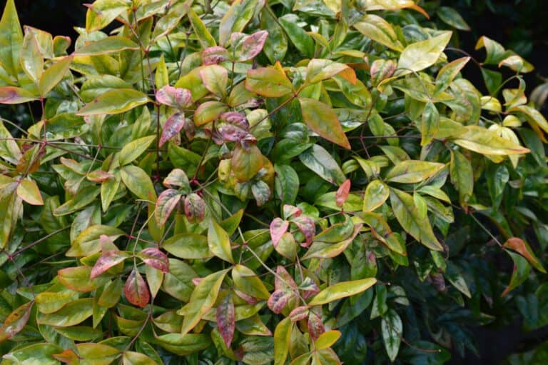 Nandina Blush Pink vs Firepower: Is There a Difference? - A-Z Animals