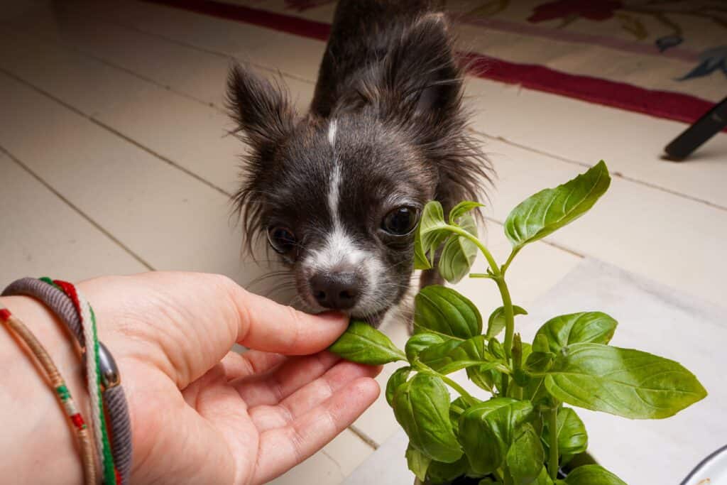 Is Basil Safe For Dogs
