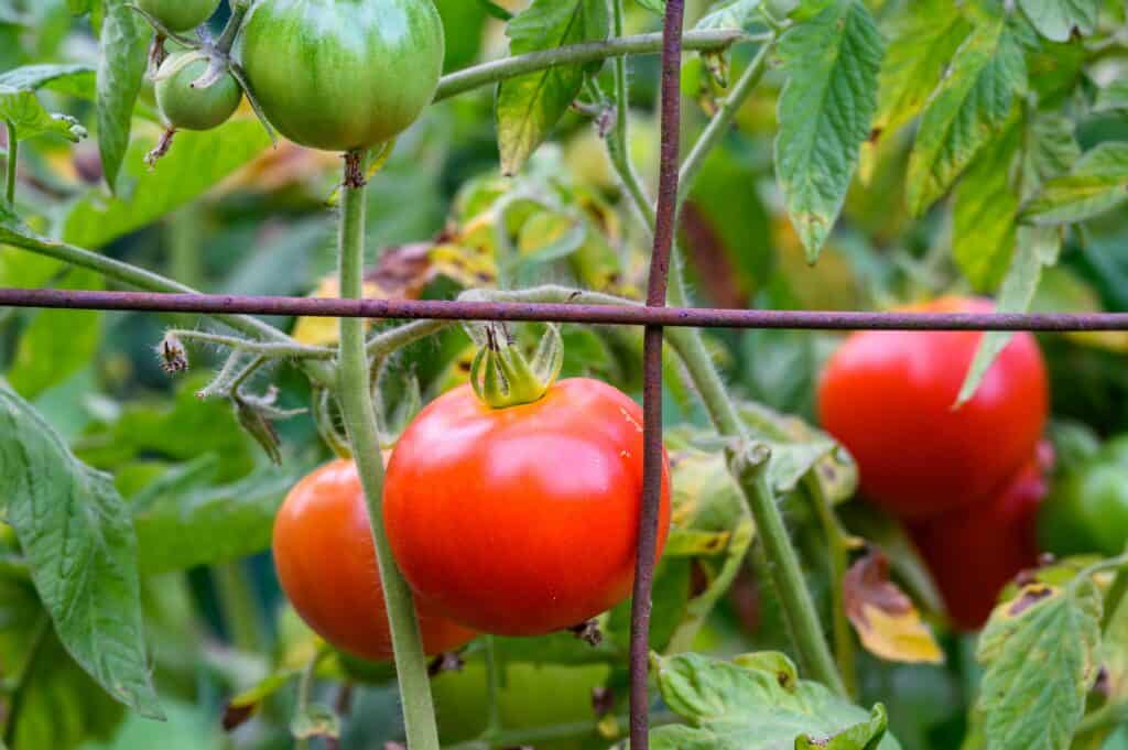 Tomatoes growing in a garden, surrounded by soil meant to regulate pH and boost nutrient levels.
