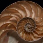 A longitudinal  section of a nautilus shell, showing chambers.