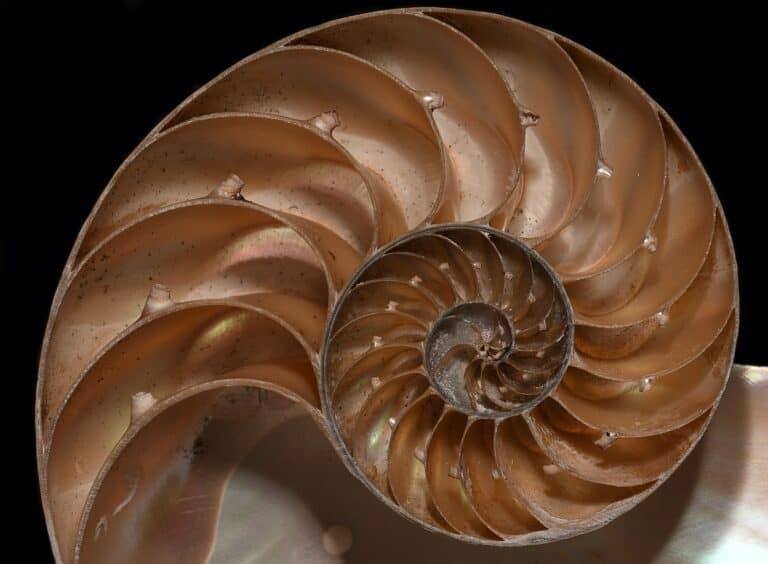 Nautilus pompilius, cephalopod