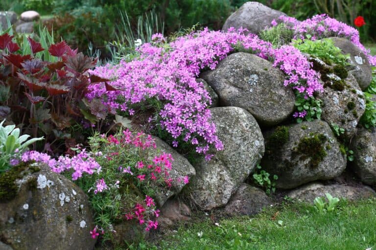 flowering phlox