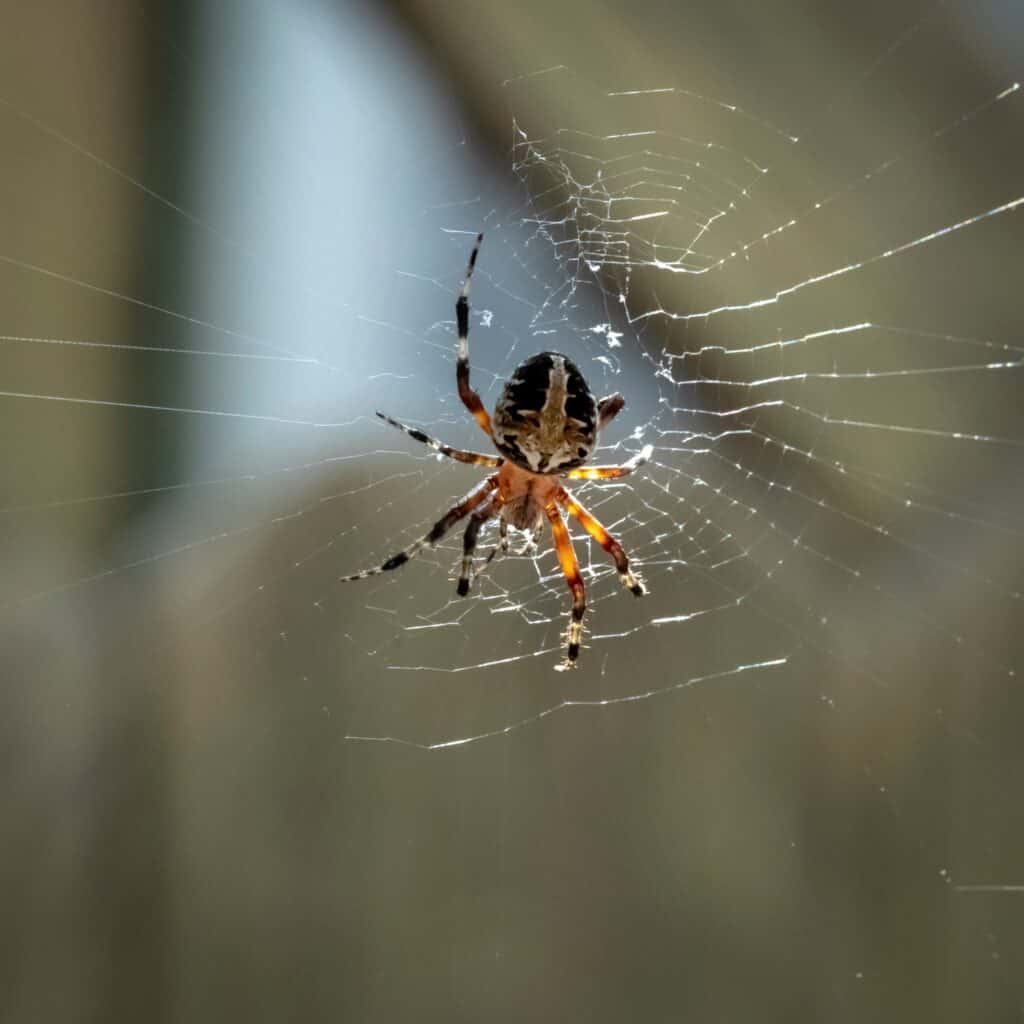 American house spider