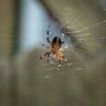 Discover 6 Smells That Spiders Absolutely Hate - A-Z Animals