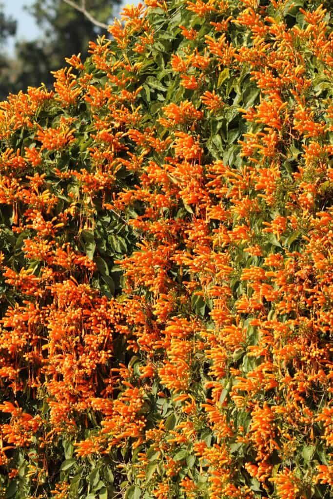 Trumpet creepers covering a wall