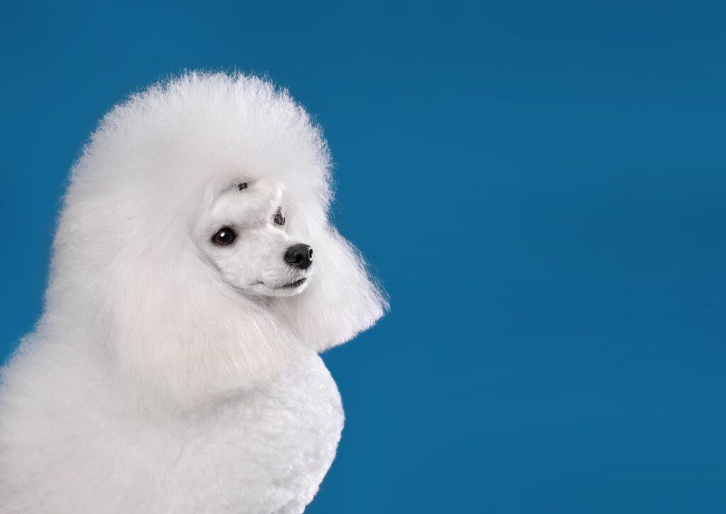 10 Incredible Toy Poodle Facts - A-Z Animals