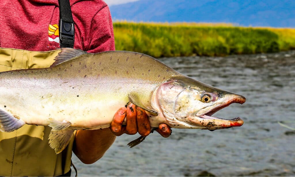 An image of a pink salmon. 