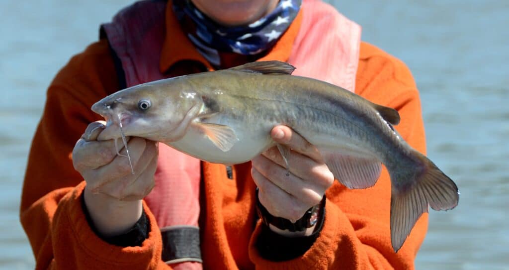 White catfish