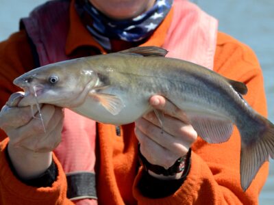 A White Catfish