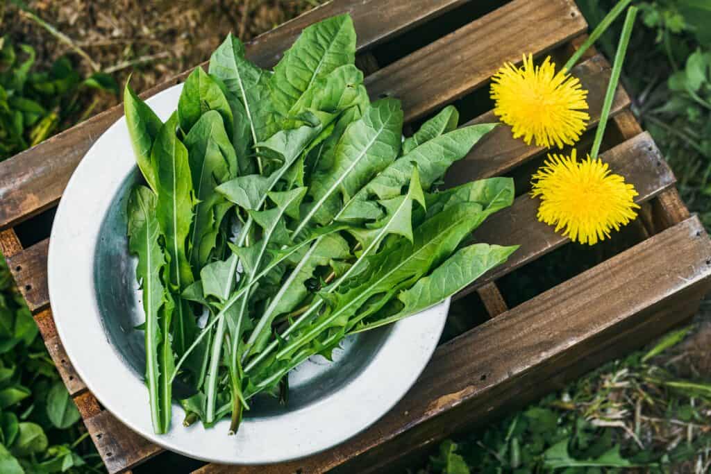 Middle left frame: about two dozen irregularly split lance-shaped glen dandelion leaves in a white wide-rimmed bowl. The bowl rests on a wooden crate. Two yellow dandelion flowers can be seen on the crate to the right of center. Green and brown blurred nature background.