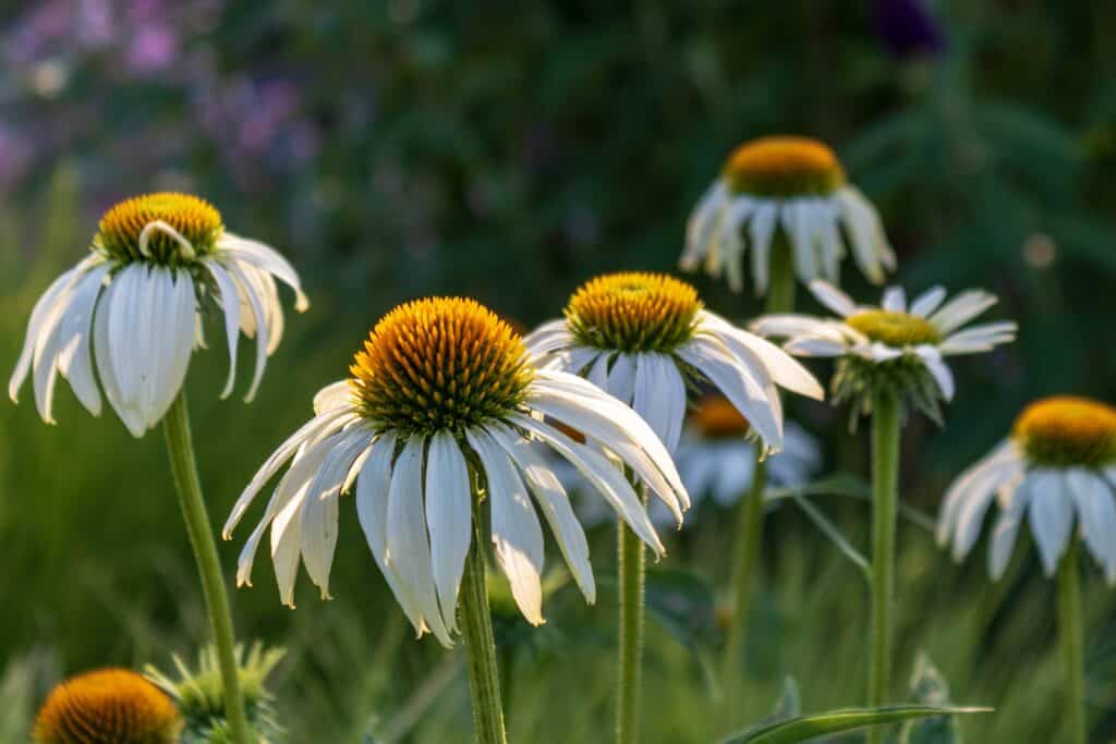 White echinacea