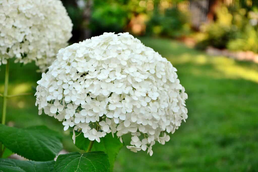 Close-up of white Annabelle hydrangea flowers in a garden.