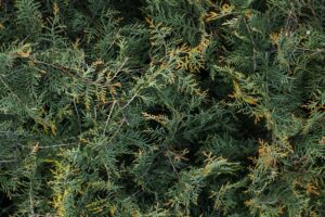Discover the 8 Fastest-Growing Evergreen Trees Picture