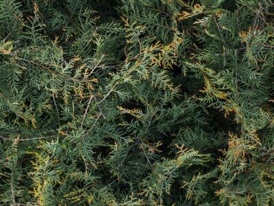 A Discover the 8 Fastest-Growing Evergreen Trees