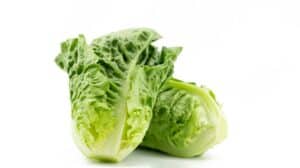 Green Leaf Lettuce vs. Romaine Picture