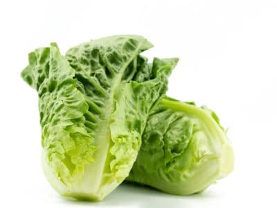 A Green Leaf Lettuce vs. Romaine