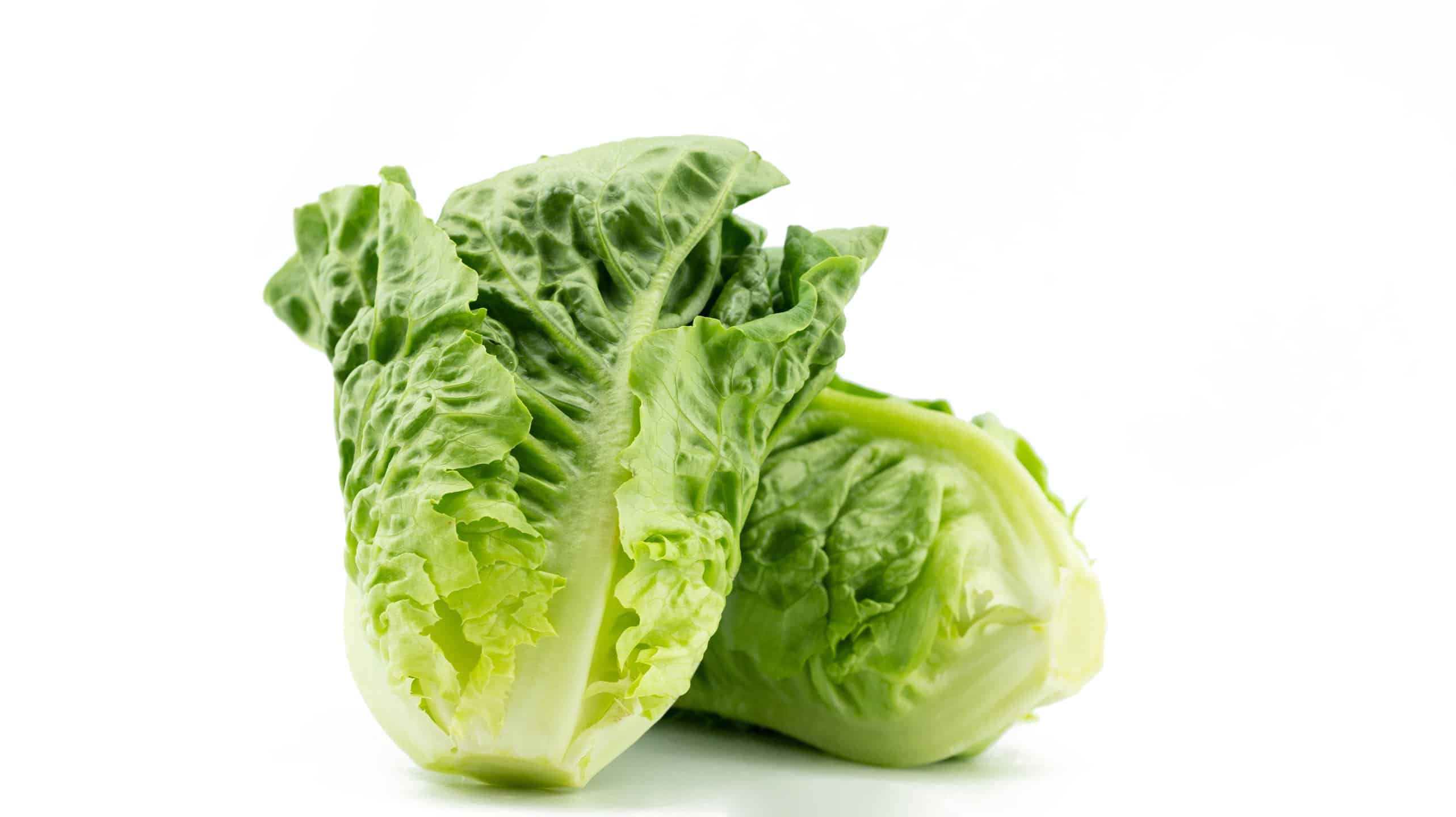 lettuce leaf