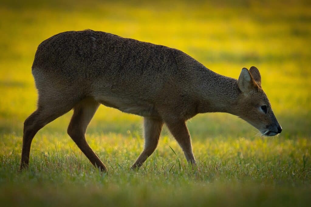 Water deer