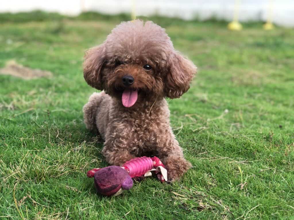 Standard poodle - poodle teeth