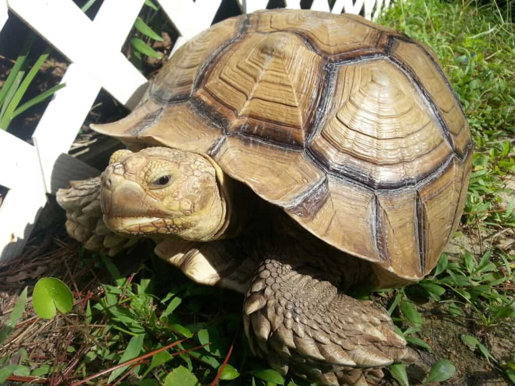 Female African Sulcata tortoise pet