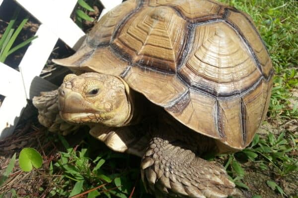 Female African Sulcata tortoise pet