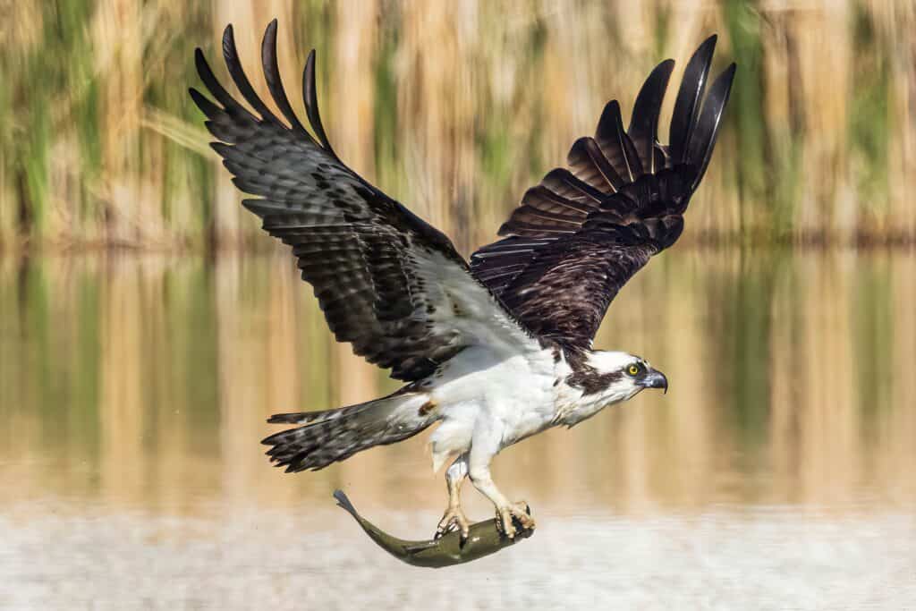 An osprey with its wings spread in flight, a fish gripped in its massive claws, which are white to off-white. The fish is olive colored, the osprey has a white body with dark wings. The bird is in silhouette, center frame, flying right. 