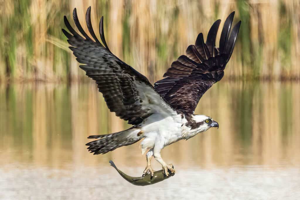 osprey catching fish