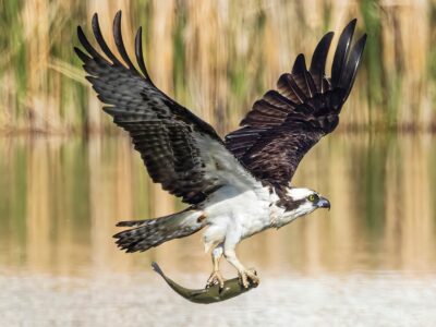 A Osprey