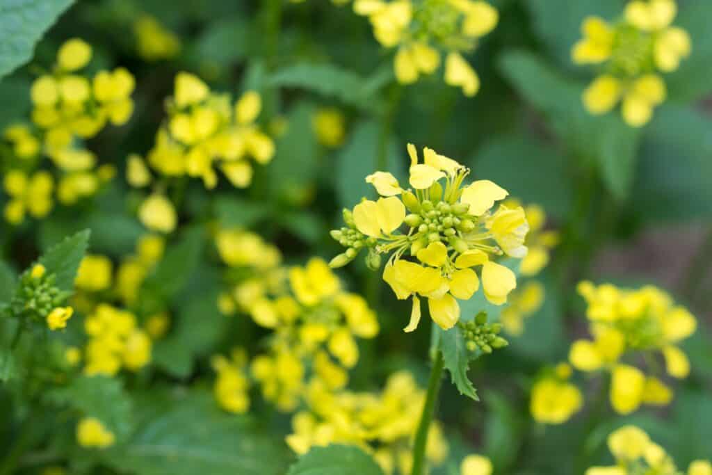 charlock mustard