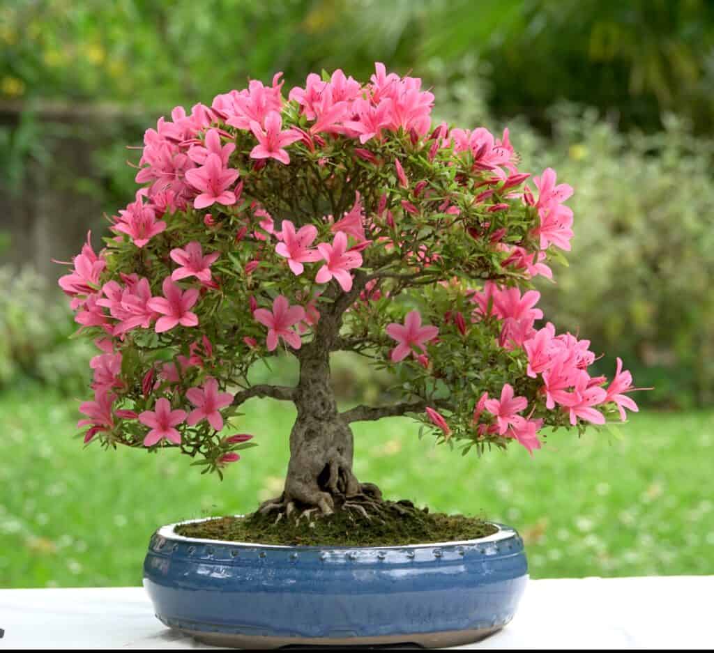 Tree bonsai of Japanese azalea in a pot on a table in the garden.