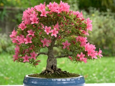 A Bonsai Styles: Everything You Need to Know