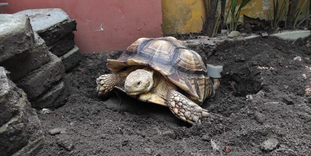 female sulcata tortoise