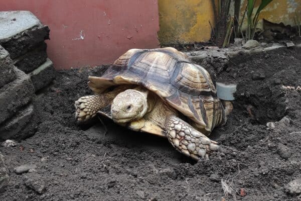 female sulcata tortoise digs the ground to lay eggs