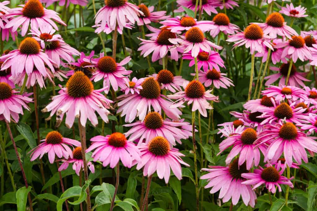 Field of purple coneflowers