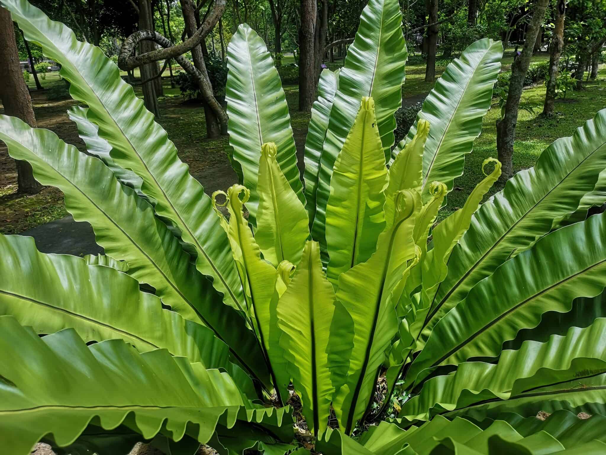 Crispy Wave Fern vs Bird's Nest Fern - A-Z Animals