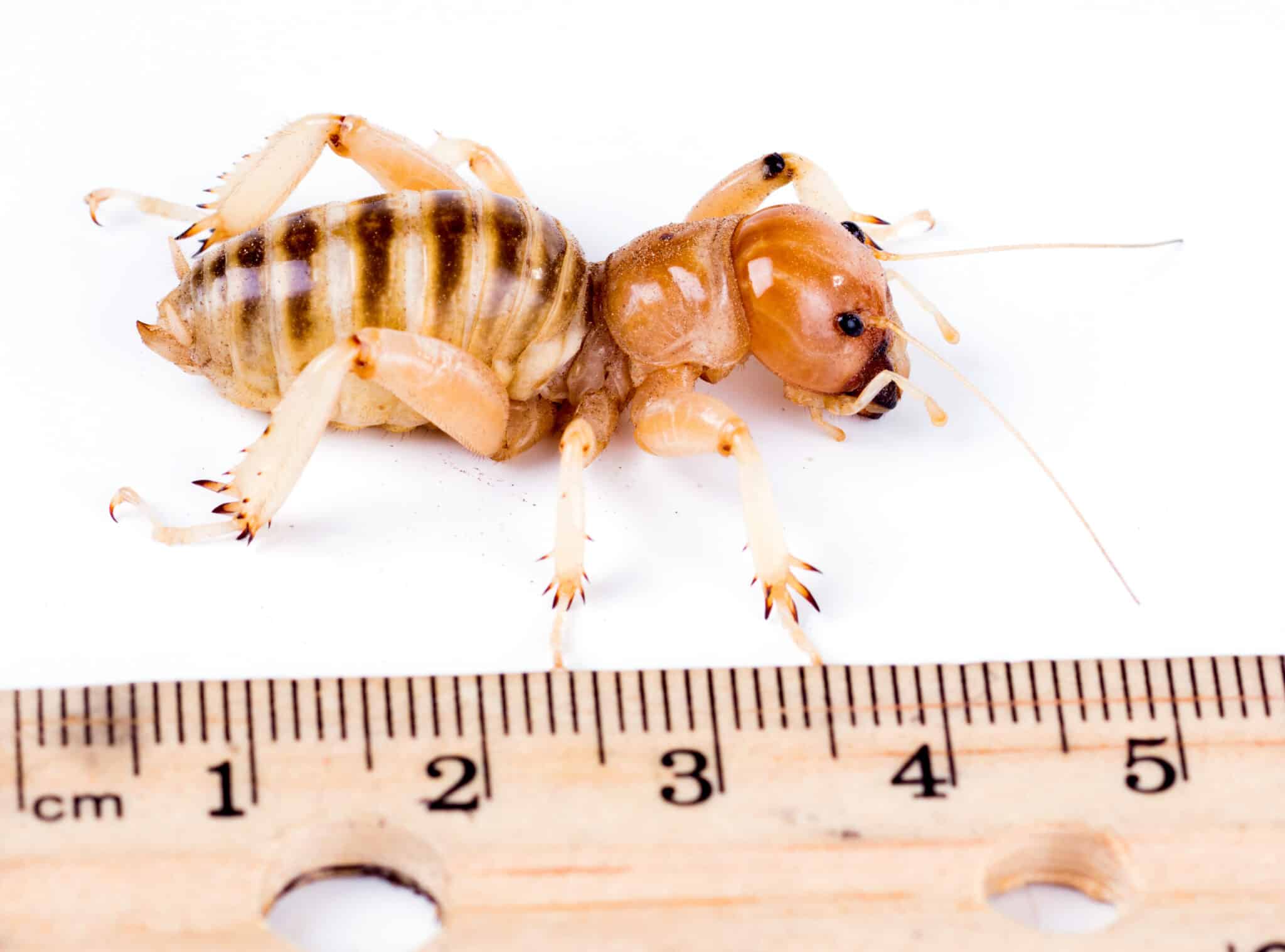 Jerusalem Cricket vs. Camel Spider: Insects, Spiders, or Scorpions? - A ...