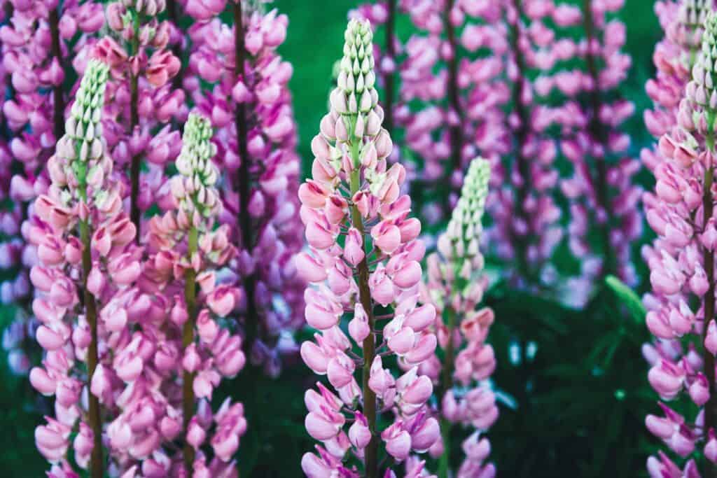 Stand of vibrant bigleaf lupine flowers