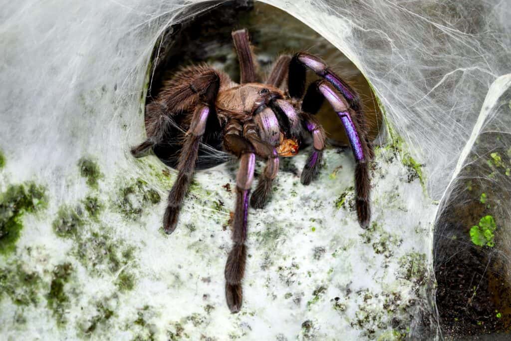 Electric Blue Tarantula. Chilobrachys sp. electric blue