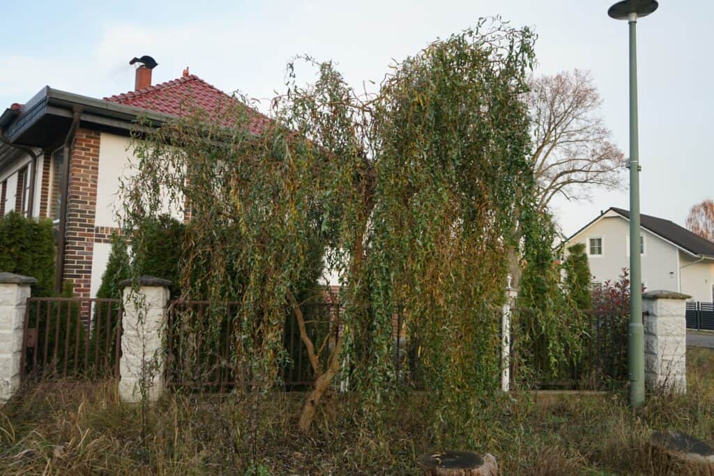Salix matsudana, the corkscrew willow, is a species of ornamental tree in the family Salicaceae. Berlin, Germany