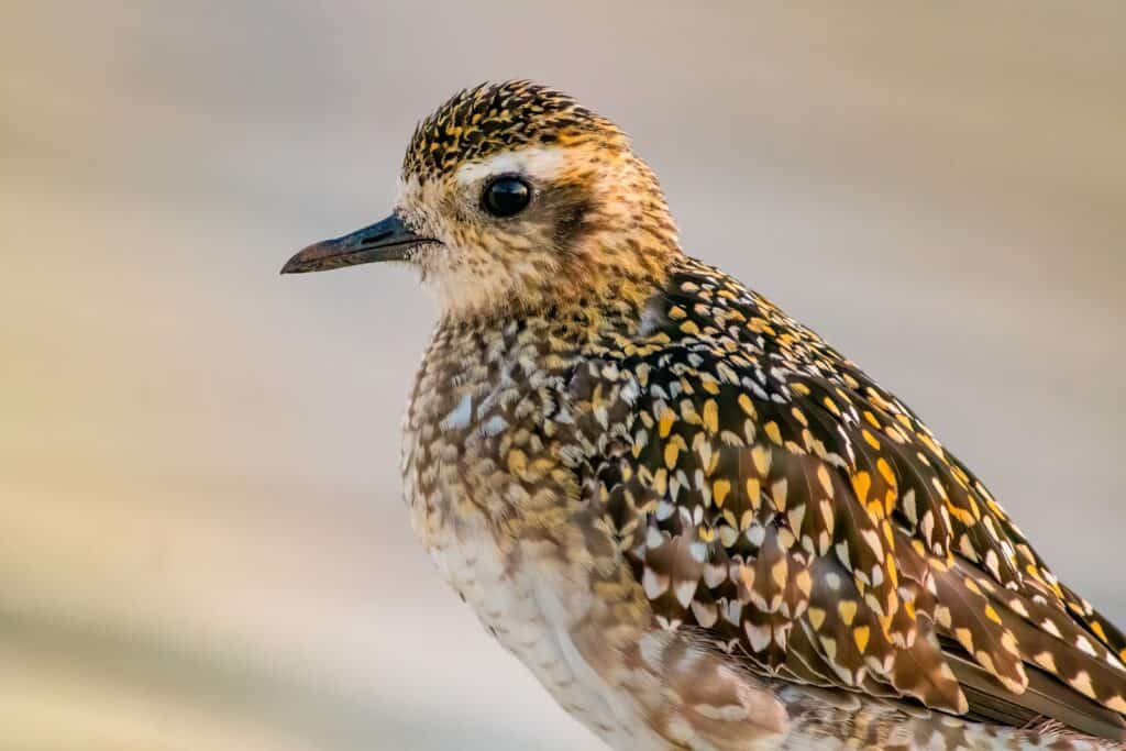 Pacific golden plover in profile with blurred beach background