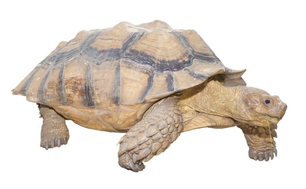 Male sulcata tortoise