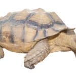 Male African spurred thigh tortoise, also called the sulcata tortoise Centrochelys geochelone sulcata - isolated cutout on white background. Third largest species of tortoise in the world.