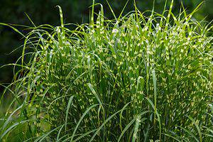 9 Ornamental Grasses That Thrive in Zone 7 Picture