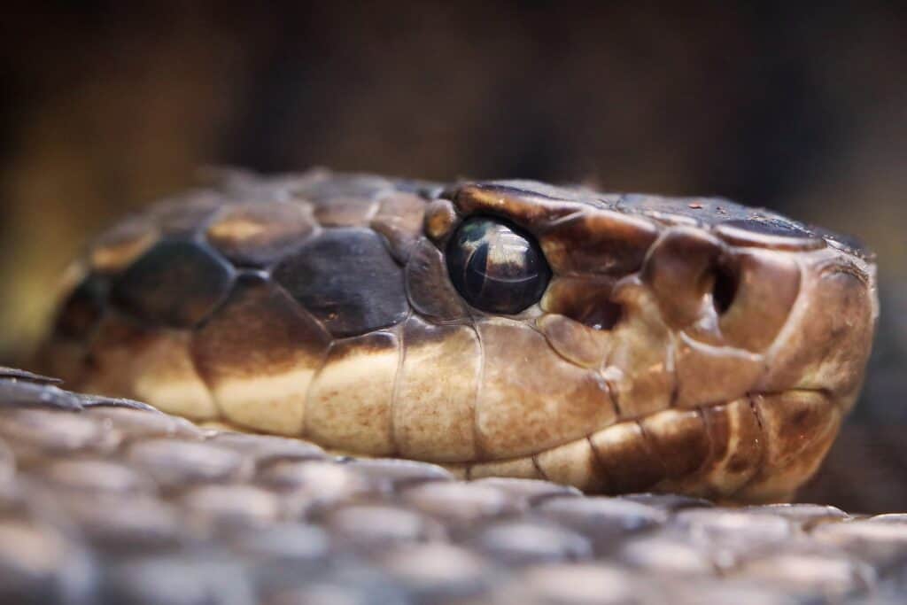 water moccasin bite