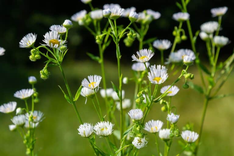 Fleabane flowers in a field