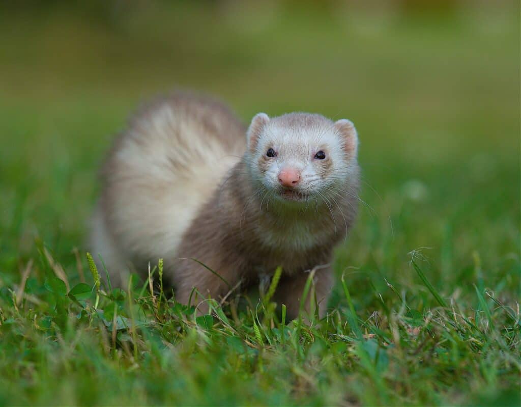 champagne ferrets