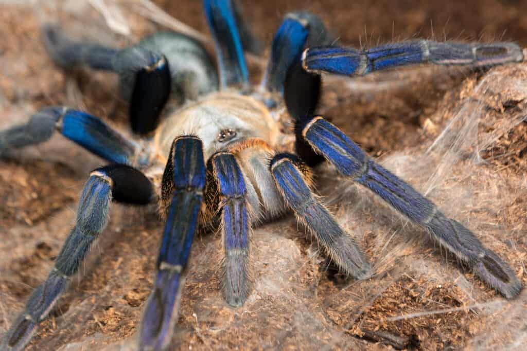 Cobalt blue tarantula - Haplopelma lividum